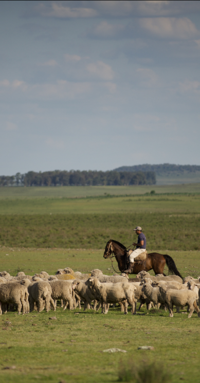 Sheep in a field, man riding a horse
